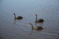 Western Australia Black Swans Royalty Free Stock Photo