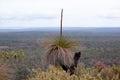 Western Australia Flowering Grass Trees