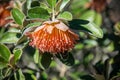 Western Australia native wildflower macro Murchison Rose