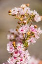 Western Australia native wildflower macro pink feather flower