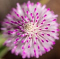 Western Australia native wildflower mulla mulla macro pink Royalty Free Stock Photo