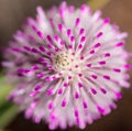 Western Australia native wildflower mulla mulla macro pink