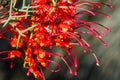 Western Australia native wildflower red and yellow grevillea