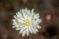 Western Australia native wildflower single white everlasting daisy