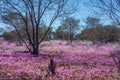 Western Australia native wildflowers pink everlasting daisies growing in the outback