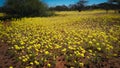 Western Australia native wildflowers yellow everlasting daisies