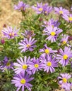 Western Australia Swan River Daisy Royalty Free Stock Photo