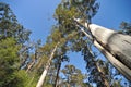 Western Australia Tingle giant tree Royalty Free Stock Photo