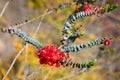 Western Australia wildflowers - close up of stunning red feather flower Royalty Free Stock Photo