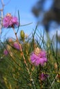 Western Australian native purple flowers of the Wiry Honey myrtle, Melaleuca filifolia, family Myrtaceae