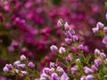 Australian outback wild little Purple bush flowers with blurred background
