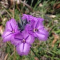 Western Australian purple wildflower fringe lily, Thysanotus tuberosus Royalty Free Stock Photo