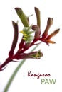 The Western Australian Red and Green Kangaroo Flower