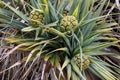 River Pandanus Royalty Free Stock Photo