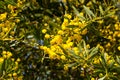 Western Australian Wattle blooms in late winter early spring are perfumed delights. Royalty Free Stock Photo