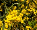 Western Australian Wattle blooms in late winter early spring are perfumed delights. Royalty Free Stock Photo