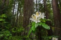 Western Azalea Rhododendron occidentale flowers