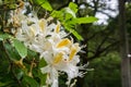 Western Azalea Rhododendron occidentale flowers