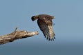 Western Banded Snake-Eagle - Circaetus cinerascens grey-brown African raptor with a short tail and a large head, sitting on the