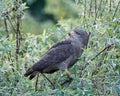 Western Banded Snake-eagle Circaetus cinerascens