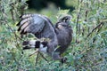 Western Banded Snake-eagle Circaetus cinerascens