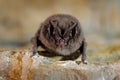 Western barbastelle, Barbastella barbastellus, in the nature cave habitat, Cesky kras, Czech. Underground animal hanging from Royalty Free Stock Photo