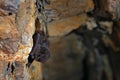 Western barbastelle, Barbastella barbastellus, in the nature cave habitat, Cesky kras, Czech. Underground animal hanging from