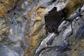 Western barbastelle, Barbastella barbastellus, in the nature cave habitat, Cesky kras, Czech. Wildlife scene from grey rock tunnel