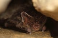 Western barbastelle, barbastelle or barbastelle bat (Barbastella barbastellus) hibernating bat in walls hole Royalty Free Stock Photo