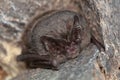 The western barbastelle, barbastelle or barbastelle bat (Barbastella barbastellus) hibernating bat in walls hole Royalty Free Stock Photo
