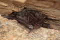 The western barbastelle, barbastelle or barbastelle bat (Barbastella barbastellus) hibernating bat in walls hole Royalty Free Stock Photo