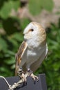 Western Barn Owl Royalty Free Stock Photo