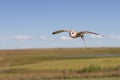 Western Barn Owl Royalty Free Stock Photo