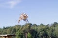 Western Barn Owl Royalty Free Stock Photo
