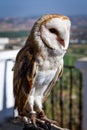 Tyto alba the western barn owl - Image - Photo Royalty Free Stock Photo