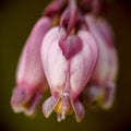 Western bleeding heart (Dicentra formosa)