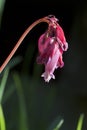 Western bleeding heart