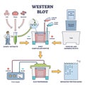 Western blot laboratory method for detecting specific proteins vector diagram