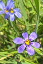 Western Blue Eyed Grass