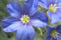 Western Blue Flax Flower Royalty Free Stock Photo