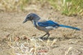 Western blue jay hides peanut in grass