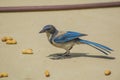 Western blue jay with peanuts