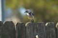 Western blue jay on perch rustic fence