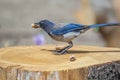 Western blue jay on tree stump with peanut in beak