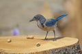 Western blue jay on tree stump with peanuts