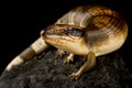 Western blue-tongued skink (Tiliqua occipitalis)