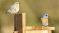 Western Bluebird couple perched outside of nest in Springtime Royalty Free Stock Photo