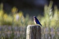 Male Western Bluebird at dawn in summer