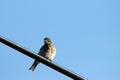 Juvenile Western Bluebird at dawn in summer Royalty Free Stock Photo