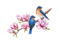 Western bluebirds on blooming magnolia branch. Watercolor illustration. Bluebird couple on a branch isolated on white Royalty Free Stock Photo